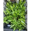 Lucky Bamboo Plants 100 LUCKY BAMBOO PLANTS 4" Free 5