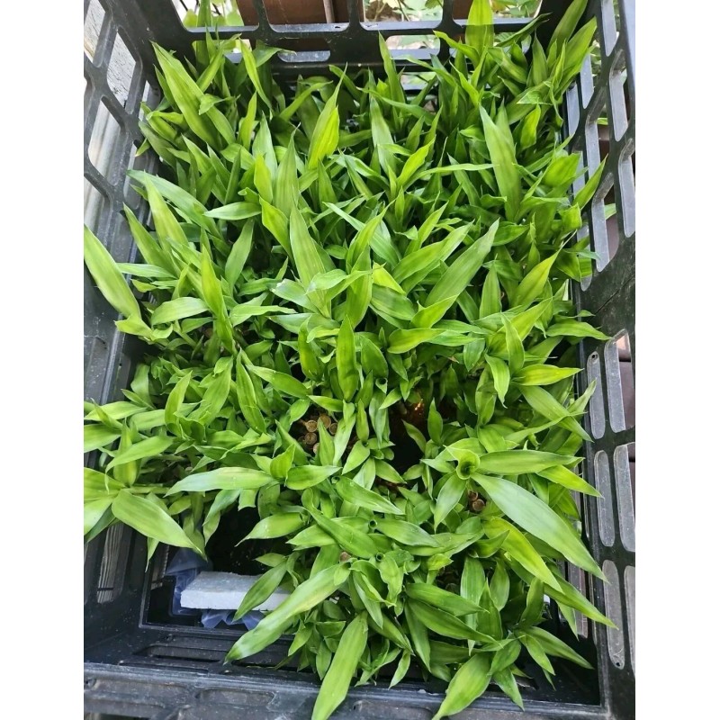 Lucky Bamboo Plants 100 LUCKY BAMBOO PLANTS 4" Free 5