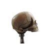 Kool Collectibles No Jaw Skull Head Shifter Shift Knob Rat