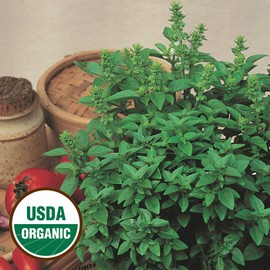 Everwilde Farms - 1 Oz Organic Spicy Globe Basil Herb Seeds - Gold Vault Packet