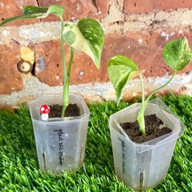 Monstera Thai Constellation Plug Grower’s Choice - Specification: 1 plant