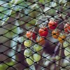 RATSTONE Bird Protection Net, Bird Net, Bird Protection Nets (7.5