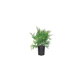 Juniper Sea Spray | 1 Live 4 Inch Pot | Juniperus Chinensis | Drought Tolerant Cold Hardy Evergreen Groundcover Plants
