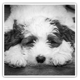 2 x Square 7.5cm Vinyl Stickers - Sleepy Fluffy White Dog Puppy Cute 42373