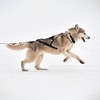 Dog Pulling Harness (XL, Black) Reflective X-Back Harness for Sled