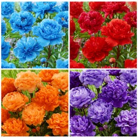 100+ Mixed Colorful Peony Flower Seeds for Planting- Peony Flower Mixed-Attracts Bees&Butterflies Fragrant Butterfly Non-GMO Heirloom Seeds
