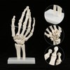 Skeleton Hand Model Human Wrist Medical Anatomical Study Skeleton Model