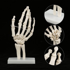 Skeleton Hand Model Human Wrist Medical Anatomical Study Skeleton Model