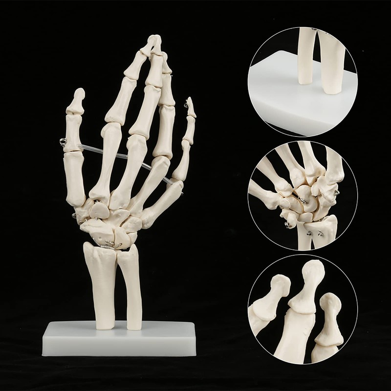 Skeleton Hand Model Human Wrist Medical Anatomical Study Skeleton Model