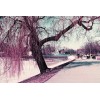 Lomography Lomochrome Purple 35mm ISO 100 Color Shifting Film for