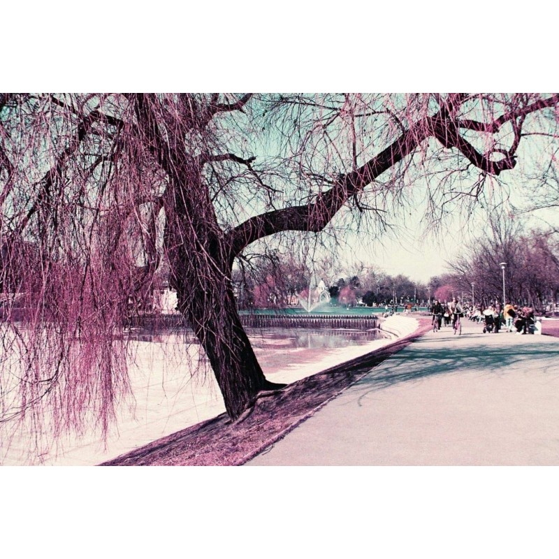 Lomography Lomochrome Purple 35mm ISO 100 Color Shifting Film for