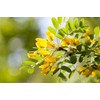 Earthcare Seeds Siberian Pea Shrub 50 Seeds (Caragana arborescens) Heirloom