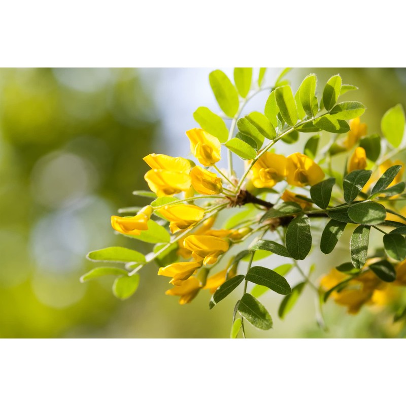 Earthcare Seeds Siberian Pea Shrub 50 Seeds (Caragana arborescens) Heirloom