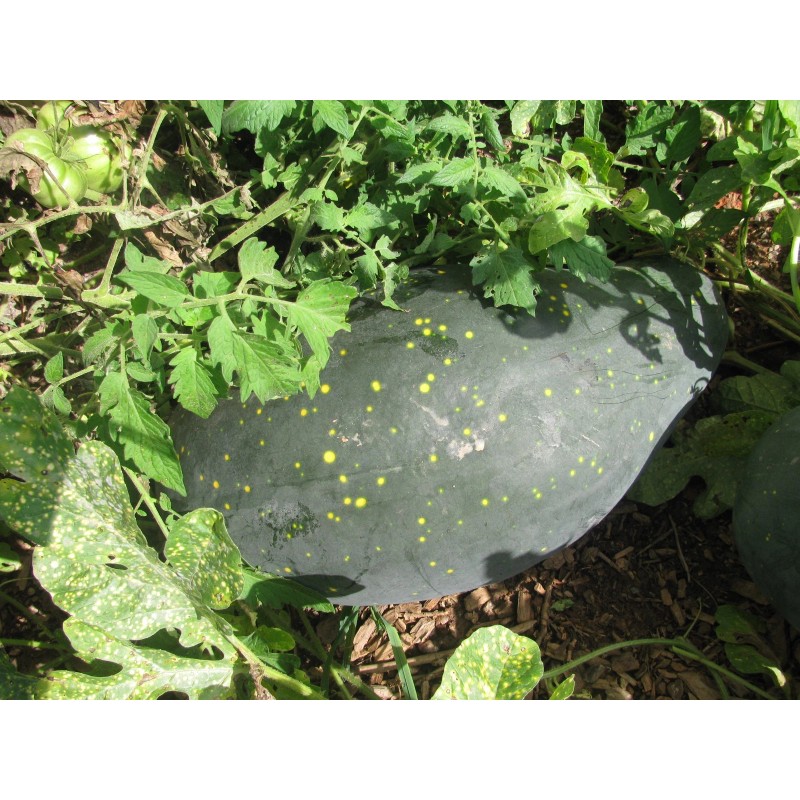 Unbranded Heirloom Melon & Squash Garden Collection-Org