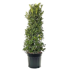 American Plant Exchange Holly Oakleaf, 7 Gallon Pot, 3-4ft Tall, Dark Green Foliage, Evergreen Shrub, Large Outdoor Landscape Live Plant