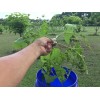 Catalpa, Southern Catalpa Tree Seeds, (For Raising Catalpa Worms) Catfish