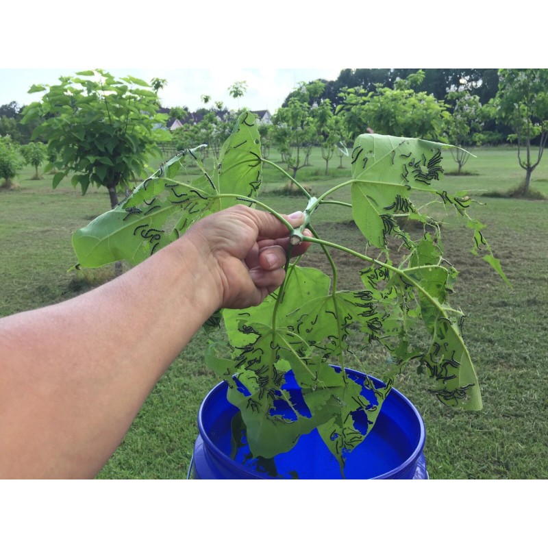 Catalpa, Southern Catalpa Tree Seeds, (For Raising Catalpa Worms) Catfish
