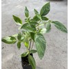 Pepino Melon Plant 12” With Pot 人參果 Golden Sweet Ginseng