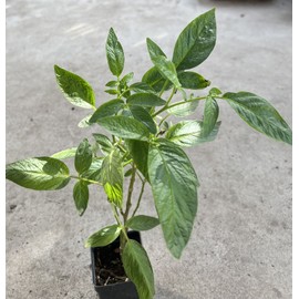 Pepino Melon Plant 12” With Pot 人參果 Golden Sweet Ginseng Fruit Plant