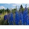 KIRA SEEDS - Seeds Blue Tall Delphinium - Annual Flowers