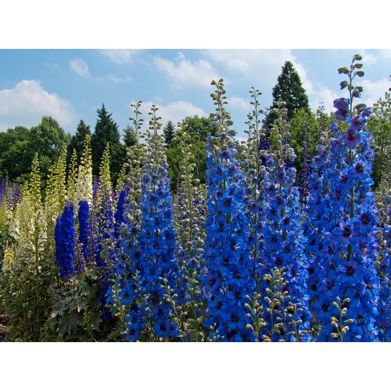 KIRA SEEDS - Seeds Blue Tall Delphinium - Annual Flowers