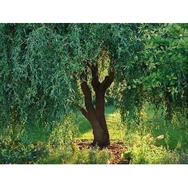 2 Seeds Corkscrew Willow Tree Cuttings Leaves and Branches Curl Very Distinctly eldcy (Seeds)