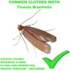 PG 10 Pack Pheromone Pads Refill Replacement Common Clothes Moth