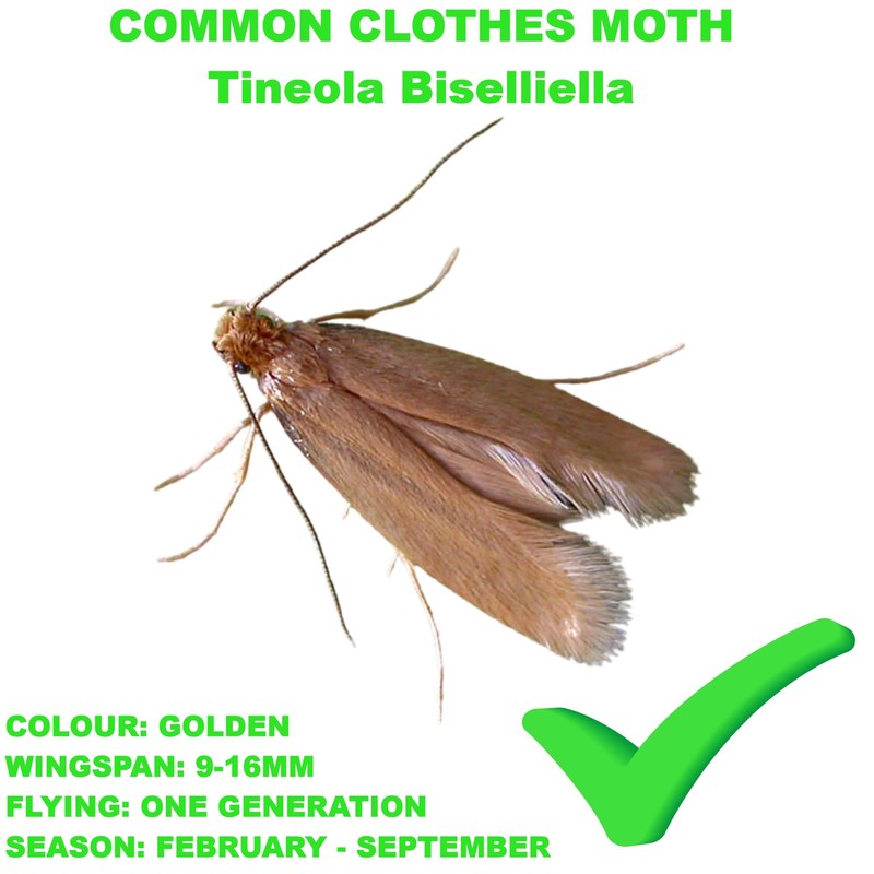 PG 10 Pack Pheromone Pads Refill Replacement Common Clothes Moth