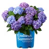 Endless Summer Bloomstruck Hydrangea, 2 gal. Pink and Purple Blooms