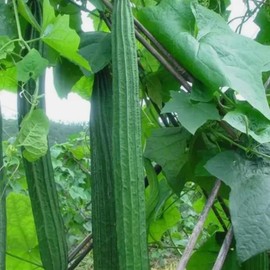 30PCS Ridged Sponge Gourd Seeds Chinese Okra Angled Luffa Gourd Big Fresh Seeds
