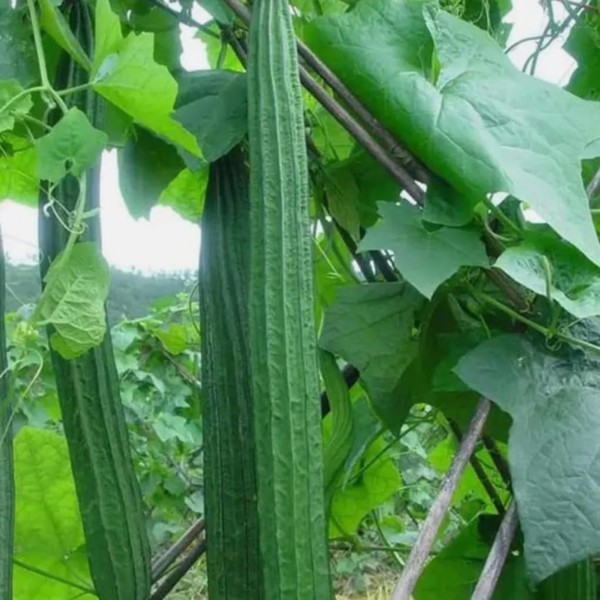 30PCS Ridged Sponge Gourd Seeds Chinese Okra Angled Luffa Gourd