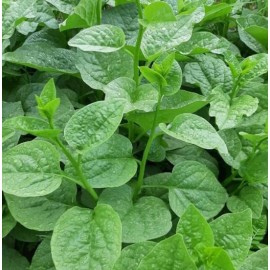 Fresh 100 Green Malabar Spinach Seeds (Hạt Giống Rau Mồng tới Xanh)