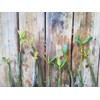 10 LIVE Mangroves - Red Mangrove Seedlings - Filtration, Aquarium,