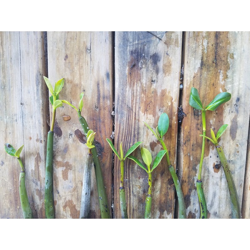 10 LIVE Mangroves - Red Mangrove Seedlings - Filtration, Aquarium,