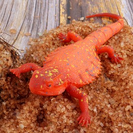 Cobee Rubber Lizards Figures, Realistic Reptile Animal Figurine Elastic Lizard Toys Fake Lizard Colorful Lizard Model Bathtub Toy Educational Toys Birthday Gift