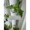 Reusable Plant Labels for Gardyn Hydroponic Systems (Set of 10)