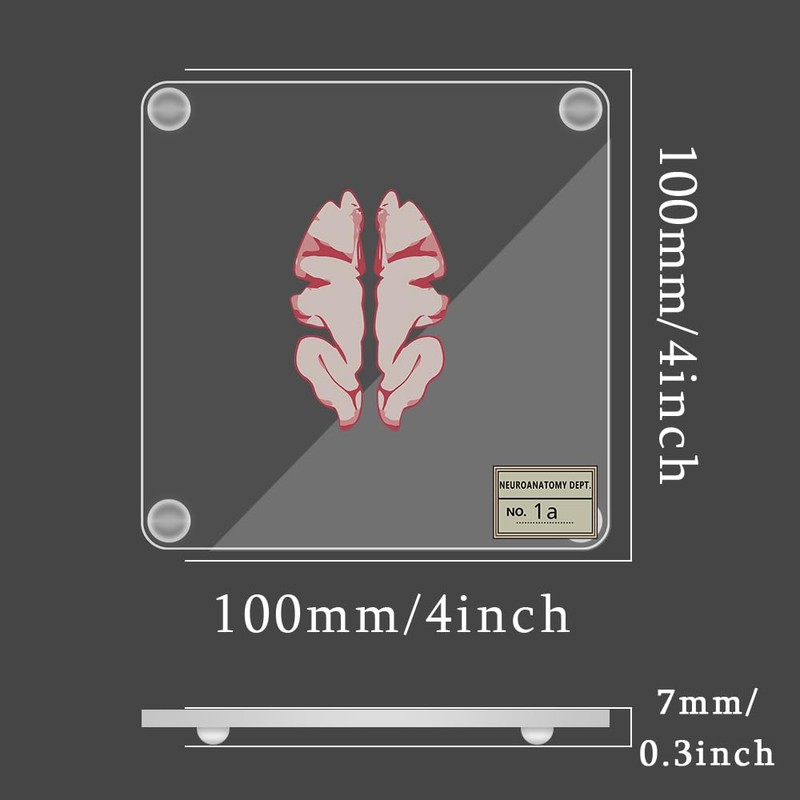 Timethink (Set of 10) 4'' 3D Brain Specimen Coasters, Funny