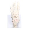 PicoLab Foot Skeleton Model, Foot Bone Model, Foot and Left