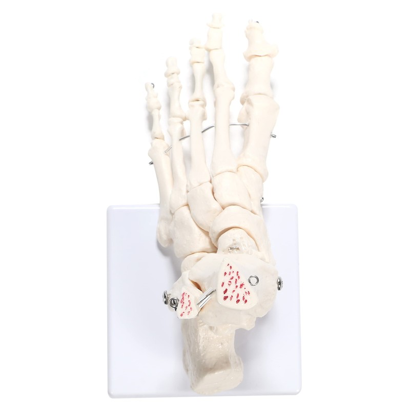 PicoLab Foot Skeleton Model, Foot Bone Model, Foot and Left