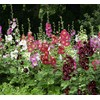 Hollyhock Seeds - Indian Spring Mix - 60" Tall with