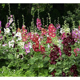 Hollyhock Seeds - Indian Spring Mix - 60" Tall with Long Blooming Period in All Zones