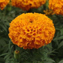 Eden Brothers African Marigold Seeds - Taishan Orange