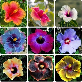 120+ PCS Mixed Giant Hibiscus Seeds for Planting Flowers Perennial Flower Outdoor Home Garden Flower