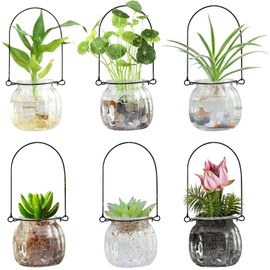 Generic Terrarium Plants Glass Air Plant Hanging Terrarium Plants Glass Home Decor Vase Wall Hanging Glass Pots (6 PCS Air Plant Terrarium, Clear