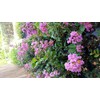 CrapeMyrtleGuy - Semi Dwarf Purple Zuni Trees - Quart Containers