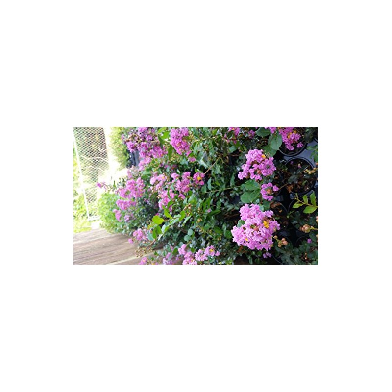 CrapeMyrtleGuy - Semi Dwarf Purple Zuni Trees - Quart Containers