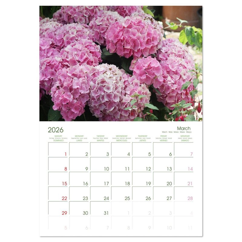Hydrangeas in the Garden (Monthly Wall Calendar 2026 11.7" x