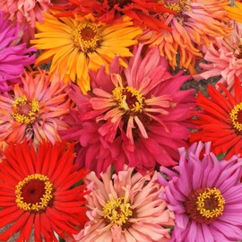 TomorrowSeeds - Cactus Mix Zinnia Seeds - 600+ Count Packet - for 2024 Zinnia Elegans Multicolor Giant Cut Come Again Quill Petals Long Blooms