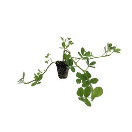 Ornamental Peanut Grass - Arachis Glabrata - 30 Live Plants - 2" Pot Size - Fully Rooted Drought Tolerant Ground Cover
