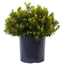 Green Promise Farms Rhododendron X GEM` Evergreen, 3-Size Container, Bluish Purple Flowers